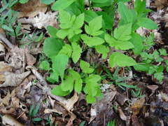 Osmorhiza longistylis