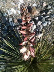Yucca baileyi