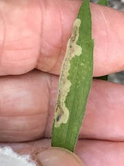 Calycomyza solidaginis