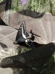 Papilio indra