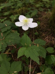 Anemonastrum deltoideum