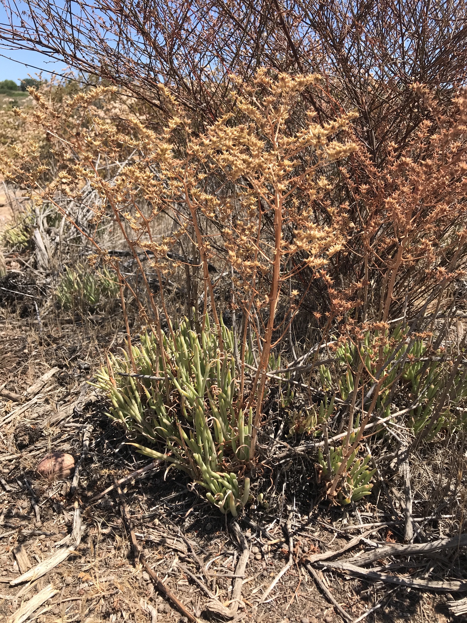 Dudleya edulis