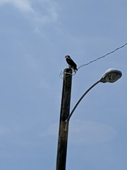 Buteo jamaicensis