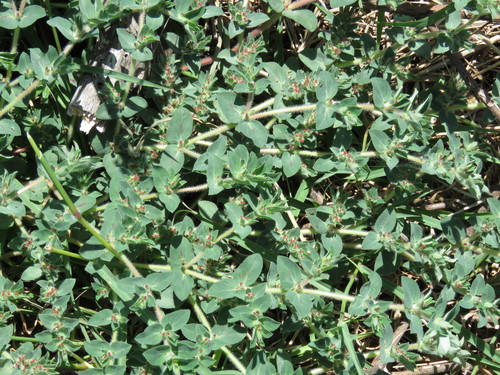 Image of Euphorbia velleriflora by (c) Alexis López Hernández, some rights reserved (CC BY)