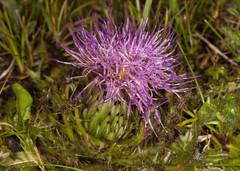 Cirsium drummondii