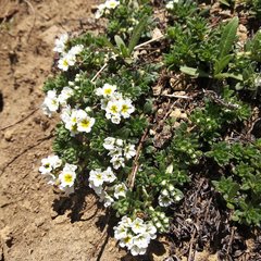 Lithospermum distichum