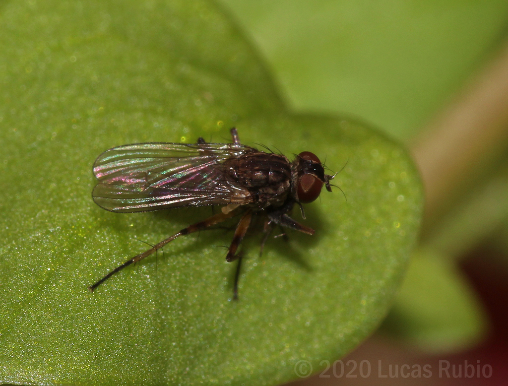 Bithoracochaeta calopus