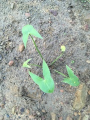 Sagittaria australis