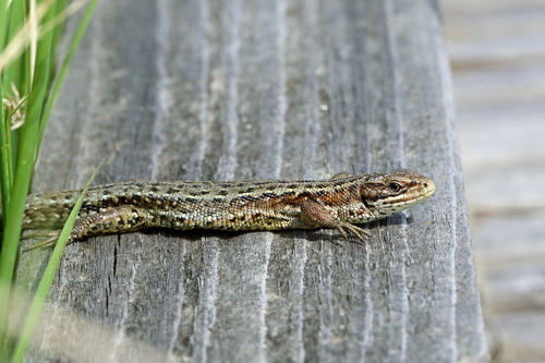 Lézard vivipare (Le)