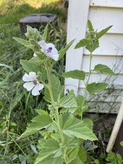 Althaea officinalis
