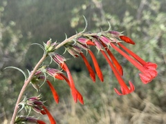 Ipomopsis aggregata collina