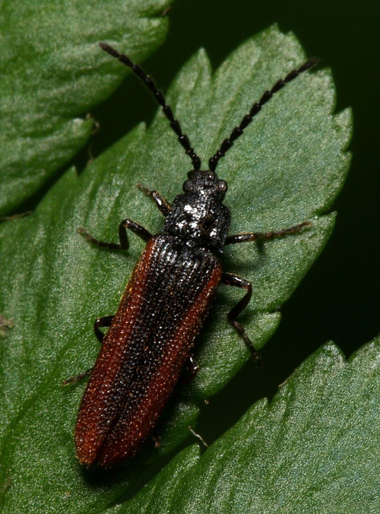 Omalisidae