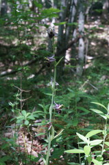Ophrys oestrifera
