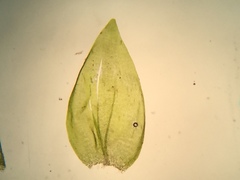 Hygrohypnella ochracea