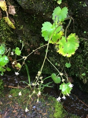 Saxifragales