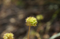 Valerianella coronata
