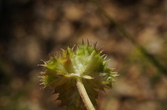 Valerianella coronata