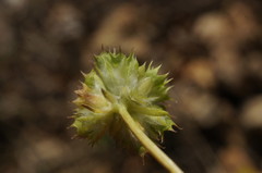 Valerianella coronata