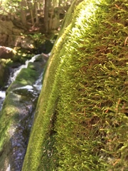 Hygrohypnella ochracea