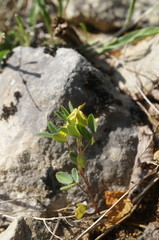 Melilotus neapolitanus