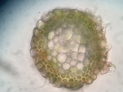 Hygrohypnella ochracea