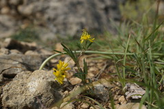 Trigonella spicata