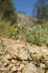 Melilotus neapolitanus