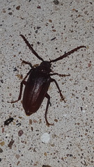 Prionus imbricornis