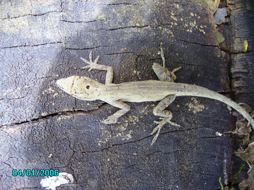 Yucatán Silky Anole, Anolis ustus