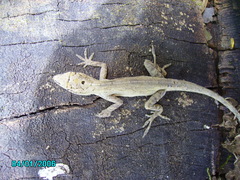 Anolis wellbornae