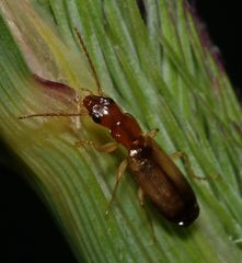 Paradromius linearis