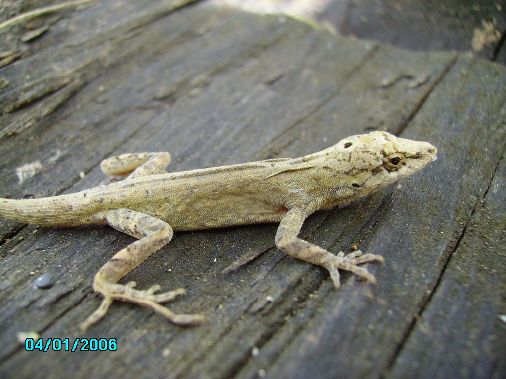 San Salvador Anole