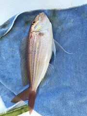 Theodore's Butterfly Bream photo 1