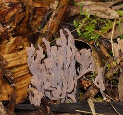 Clavulina vinaceocervina