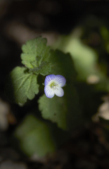 Veronica persica