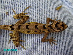 Anolis serranoi