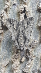 Catocala coccinata