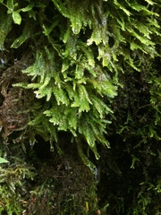 Plagiothecium laetum