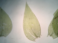 Plagiothecium laetum