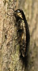 Agrilus olivicolor