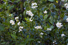 Philadelphus lewisii