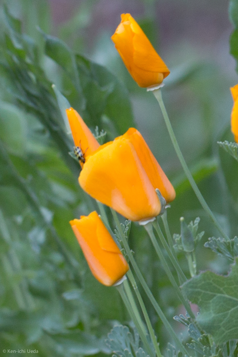 Eschscholzia californica ssp. californica