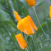 Eschscholzia californica californica - Photo 由 Ken-ichi Ueda 所上傳的 (c) Ken-ichi Ueda，保留部份權利CC BY