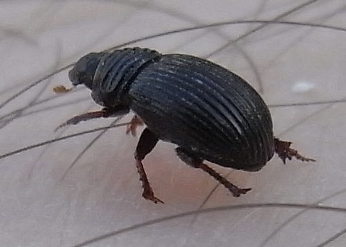 Psammodius