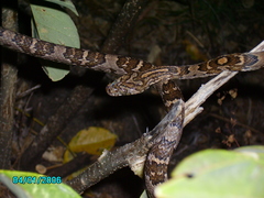 Trimorphodon quadruplex