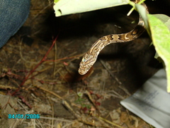 Trimorphodon quadruplex