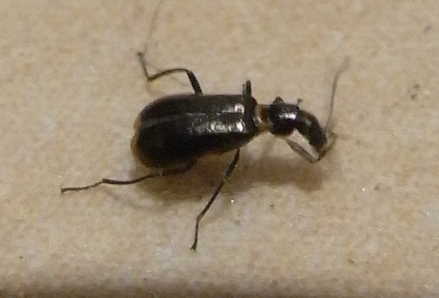 Sphinginus lobatus
