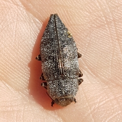 Dicerca aenea