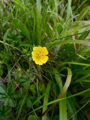 Potentilla crantzii