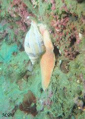 Odontocymbiola magellanica